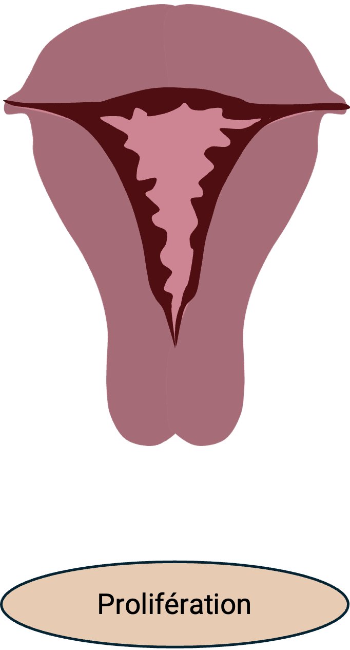 Schéma d'un utérus pendant le cycle menstruel : la prolifération