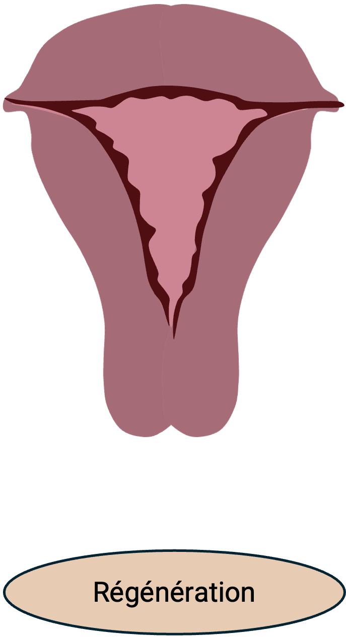 Schéma d'un utérus pendant le cycle menstruel : la regeneration