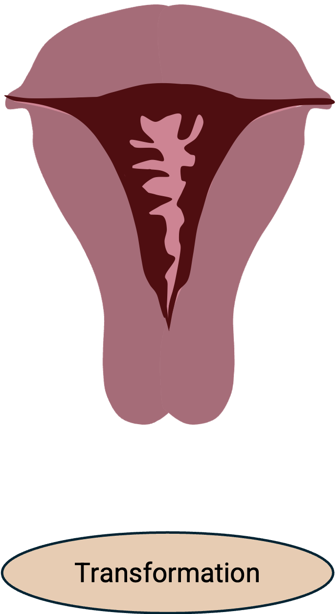 Schéma d'un utérus pendant le cycle menstruel : la transformation
