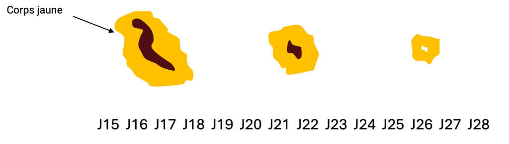 Schéma annoté de la deuxième partie du cycle avec corps jaune