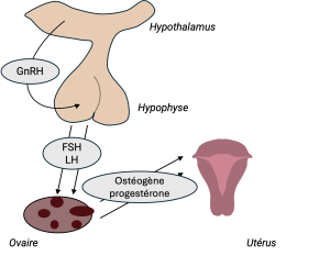 Schéma annoté du fonctionnement des hormones dans le cycle menstruel